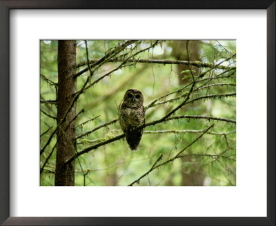Northern Spotted Owl by James P. Blair Pricing Limited Edition Print image