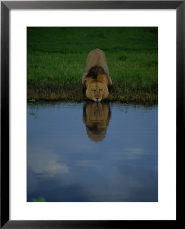A Male Lion In His Prime Drinking From A Pool by Beverly Joubert Pricing Limited Edition Print image
