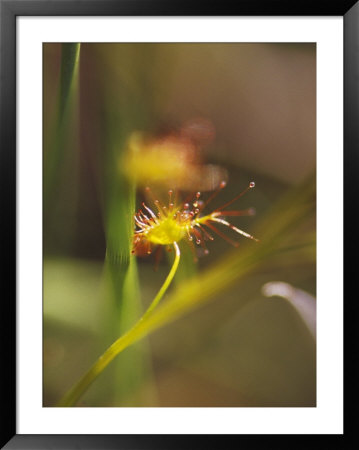 Delicate Yellow-Gold And Lime Green Carnivorous Sundew Plant, Yellingbo Nature Reserve, Australia by Jason Edwards Pricing Limited Edition Print image