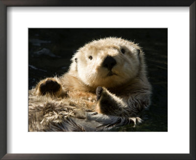 Closeup Of A Captive Sea Otter Making Eye Contact by Tim Laman Pricing Limited Edition Print image
