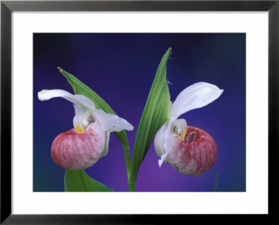 Showy Lady's Slippers, Bruce Peninsula National Park, Michigan, Usa by Claudia Adams Pricing Limited Edition Print image