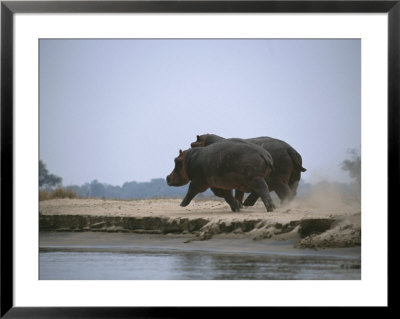 Two Hippos Stir Up Dust As They Trot Along The Waters Edge by Beverly Joubert Pricing Limited Edition Print image