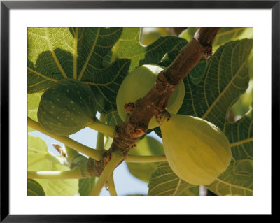 Close-Up Of Two Large Figs Hanging On A Branch by Robert Sisson Pricing Limited Edition Print image