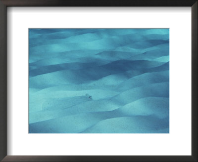 A Flounder Blends In With The Ocean Floor by Bill Curtsinger Pricing Limited Edition Print image