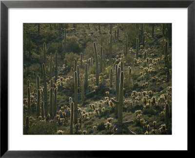 Cacti Near Tucson, Arizona by Skip Brown Pricing Limited Edition Print image