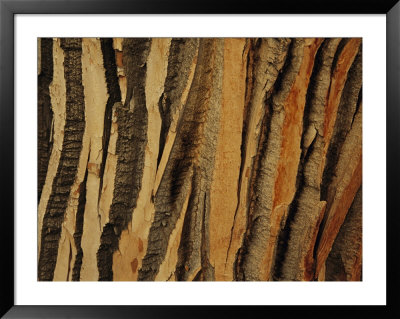 Close View Of Bark On An Old Growth Cottonwood Tree by Raymond Gehman Pricing Limited Edition Print image