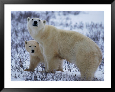A Polar Bear Stands Among Low Willows With Her Cub by Paul Nicklen Pricing Limited Edition Print image