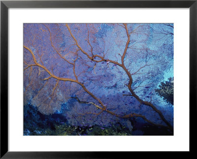 A Beautiful Coral Creates A Complex Pattern Underwater by Bill Curtsinger Pricing Limited Edition Print image