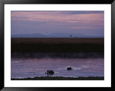 Hippopotamuses Swimming At Twilight by Jodi Cobb Pricing Limited Edition Print image