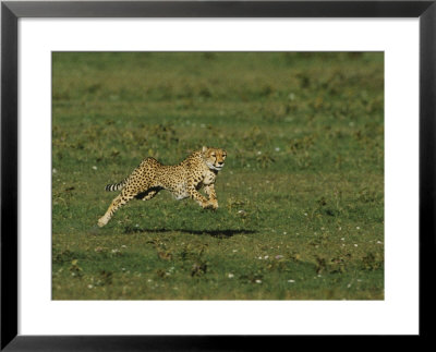 A Cheetah Seems To Fly In The Air As It Runs by Norbert Rosing Pricing Limited Edition Print image