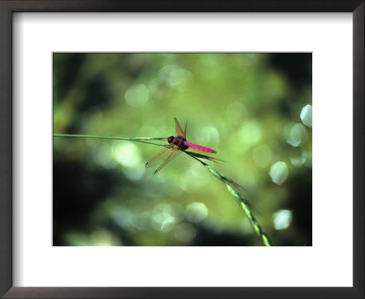 Dragonfly, Yangdi Valley, Guilin, Guangxi, China by Raymond Gehman Pricing Limited Edition Print image