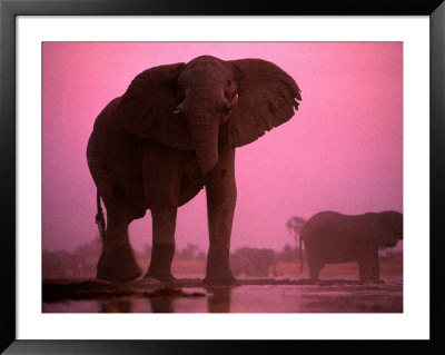African Elephants by Chris Johns Pricing Limited Edition Print image