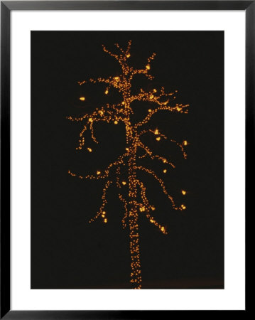 Christmas Lights Outline A Tall Tree In The Snow Against The Dark Sky by Stephen St. John Pricing Limited Edition Print image