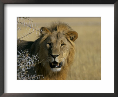 Lion (Panthera Leo), Etosha, Namibia, Africa by Steve & Ann Toon Pricing Limited Edition Print image