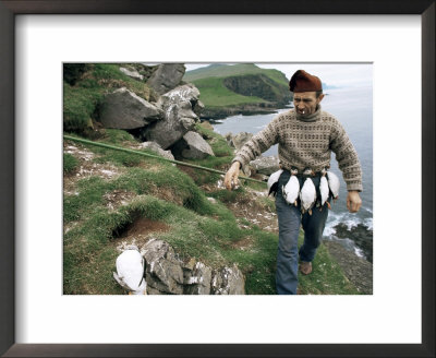 Puffin Catcher, Faroe Islands (Faeroes), Denmark, North Atlantic by Adam Woolfitt Pricing Limited Edition Print image