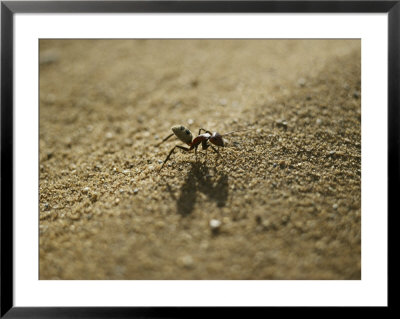 A Long-Legged Dune Ant Creeps Across The Sand by Jason Edwards Pricing Limited Edition Print image