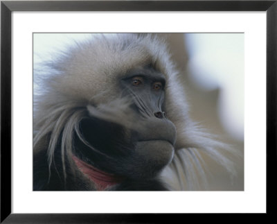 Portrait Of A Gelada by Michael Nichols Pricing Limited Edition Print image