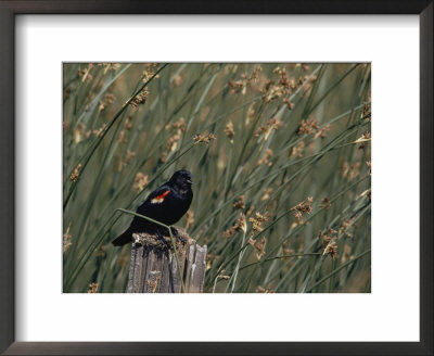 A Red-Winged Blackbird Sits On A Post Amid Tall Grasses by Bates Littlehales Pricing Limited Edition Print image