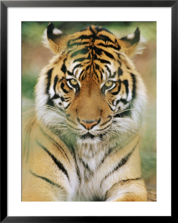 A Portrait Of A Sumatran Tiger by Norbert Rosing Pricing Limited Edition Print image