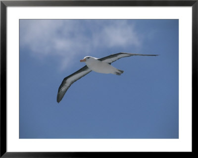 A Black-Browed Albatross In Flight In A Clear Blue Sky by Gordon Wiltsie Pricing Limited Edition Print image