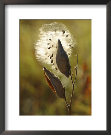 Close View Of A Milkweed Pod Gone To Seed by Phil Schermeister Pricing Limited Edition Print image