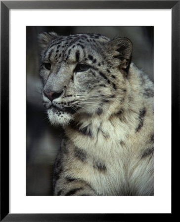 A Captive Snow Leopard (Panthera Uncia) Looks Intensely At A Subject by Tom Murphy Pricing Limited Edition Print image
