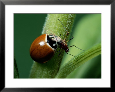A Ladybug Eats An Insect by George Grall Pricing Limited Edition Print image