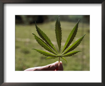 Close-Up Of A Marijuana Leaf by Steve Raymer Pricing Limited Edition Print image