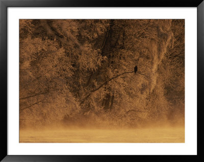 A Silhouetted Eagle Sits On A Frost-Covered Tree Branch by Norbert Rosing Pricing Limited Edition Print image