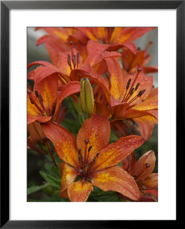 Norway, Hidra, Lilies With Rain Drops On Petals by Brimberg & Coulson Pricing Limited Edition Print image