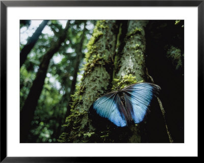A Blue Morpho Butterfly On The Above-Ground Root Of A Palm Tree by Joel Sartore Pricing Limited Edition Print image