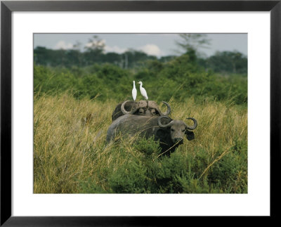 Two Cattle Egrets Stand Atop A Cape Buffalo by Joe Scherschel Pricing Limited Edition Print image