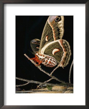A Female Cecropia Moth Has Just Emerged From Its Cocoon by Darlyne A. Murawski Pricing Limited Edition Print image