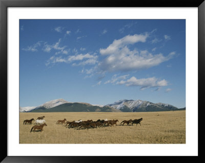 Mares Running Over The Prairie With The Rocky Mountains In Background by Raymond Gehman Pricing Limited Edition Print image