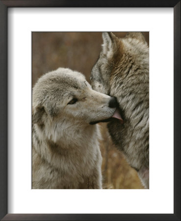 Gray Wolf Submits To The Alpha by Jim And Jamie Dutcher Pricing Limited Edition Print image