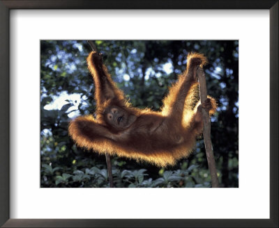 Borneo, Tanjung National Park Orangutan (Pongo Pygmaeus) Juvenile Stretching Out Between Branches by Theo Allofs Pricing Limited Edition Print image