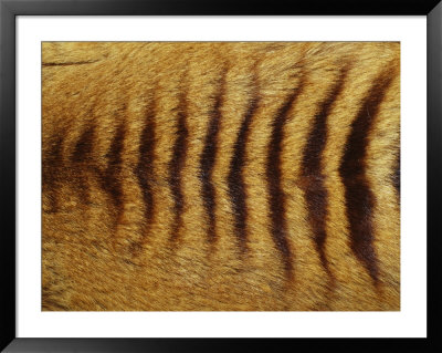 Close View Of Tasmanian Wolf Fur by Jason Edwards Pricing Limited Edition Print image