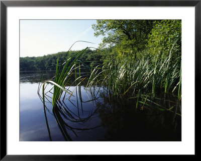 Marsh And Grasses, Jasmund National Park, Germany by Norbert Rosing Pricing Limited Edition Print image