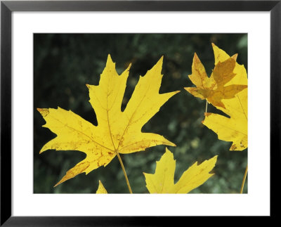 Close View Of Big Leaf Maple Leaves In Autumn Color by Marc Moritsch Pricing Limited Edition Print image