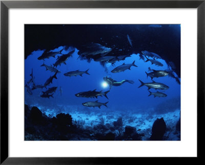 A Diver Passes By A School Of Tarpon Near An Underwater Arch by Bill Curtsinger Pricing Limited Edition Print image