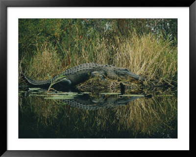 American Alligator Basking Near The Water by Farrell Grehan Pricing Limited Edition Print image