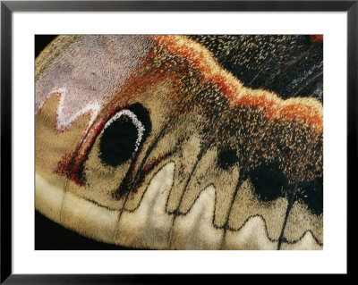 A Close Up Of A Cecropia Moths Wing by Darlyne A. Murawski Pricing Limited Edition Print image