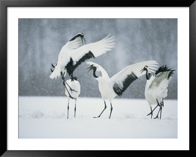 Red Crowned Crane (Grus Japonensis) Courtship Dance, Hokkaido, Japan by Roy Toft Pricing Limited Edition Print image
