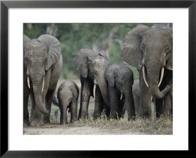 A Group Of African Forest Elephants In A Clearing In The Forest by Michael Fay Pricing Limited Edition Print image
