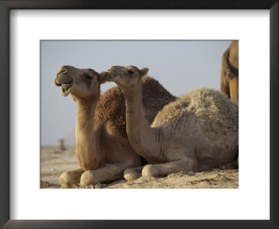 Two Dromedary Camels by James L. Stanfield Pricing Limited Edition Print image