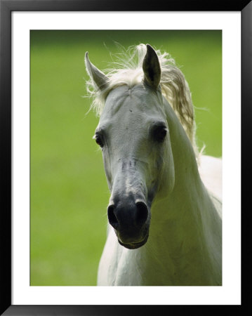 Arabian Horse by James L. Stanfield Pricing Limited Edition Print image