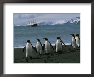 King Penguins And Cruise Ship At Gold Harbor by Gordon Wiltsie Pricing Limited Edition Print image