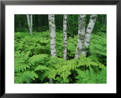 Silvery Birch Bark Gleams From A Bed Of Ferns At Twelvemile Beach Campground by Phil Schermeister Pricing Limited Edition Print image