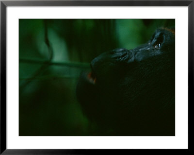 A Western Lowland Gorilla (Gorilla Gorilla Gorilla) Looking Puzzled by Michael Nichols Pricing Limited Edition Print image