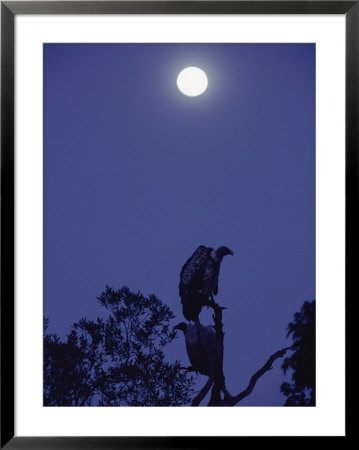 A Vulture Sits On A Branch Under The Light Of A Full Moon by Jason Edwards Pricing Limited Edition Print image